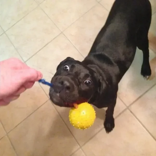 Pet Training Toy Natural Rubber Ball On Rope For Reward