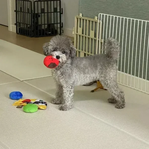 Cute Candy Food Sound Toy
