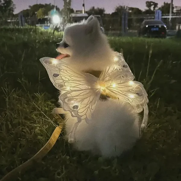 Glowing Butterfly Wings, Dog Harness & Summer Outfit