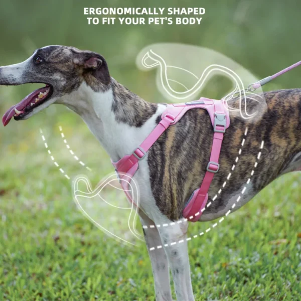 Walking Dog Harnesses Set With Leashes