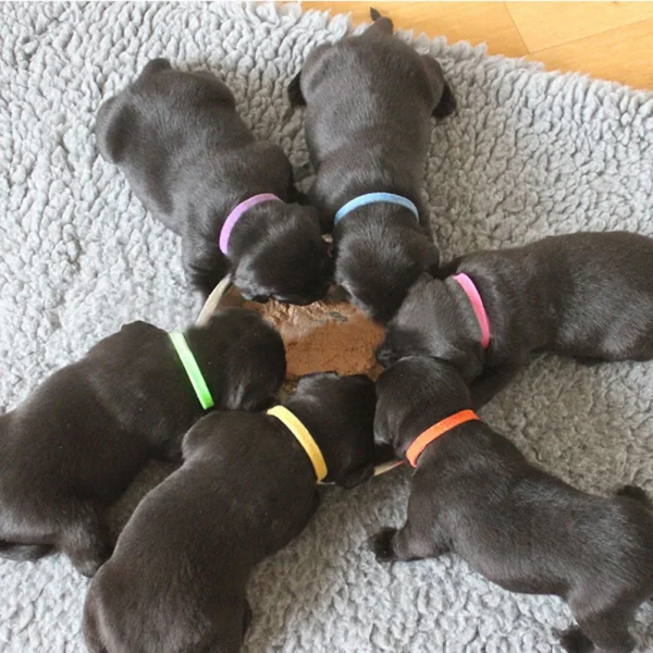 12Pcs Puppy Collars, Hook and Loop Fastener, Pet Identification