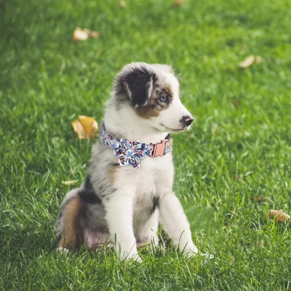 Small Dog Adjustable Collar - Stylish Bow Tie