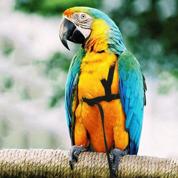 Bird Harness, Ultra Light Adjustable Parrot Flying Rope
