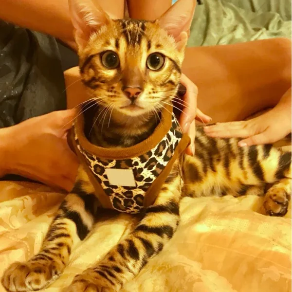 Leopard Style Dog Harness For Small Dogs