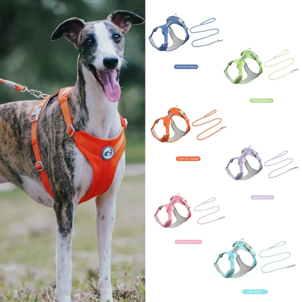 Walking Dog Harnesses Set With Leashes